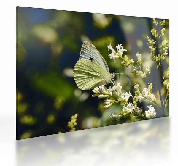 Tablou pe sticlă cu fluture (70x50 cm)