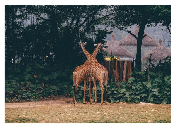 Tablou pe sticlă cu două girafe (70x50 cm)