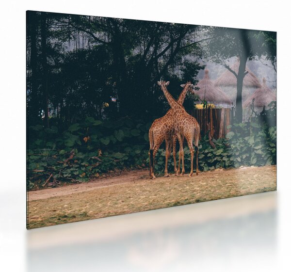 Tablou pe sticlă cu două girafe (70x50 cm)