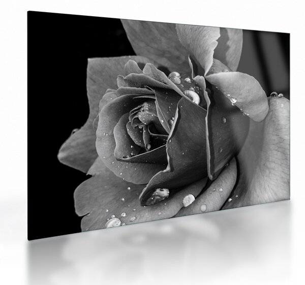 Tablou pe sticlă cu trandafir - albneagră (70x50 cm)