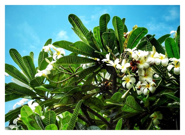 Tablou pe sticlă - Plumeria (70x50 cm)