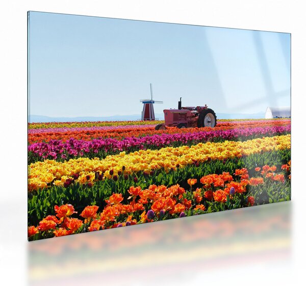Tablou pe sticlă cu farma de lalele (70x50 cm)