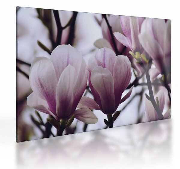 Tablou pe sticlă - Magnolie (70x50 cm)