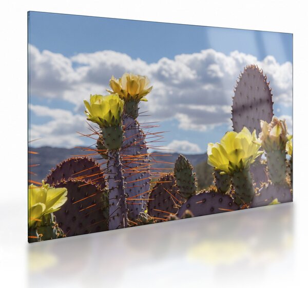 Tablou pe sticlă cu floarea de cactus Opunție (70x50 cm)