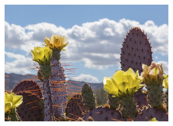 Tablou pe sticlă cu floarea de cactus Opunție (70x50 cm)