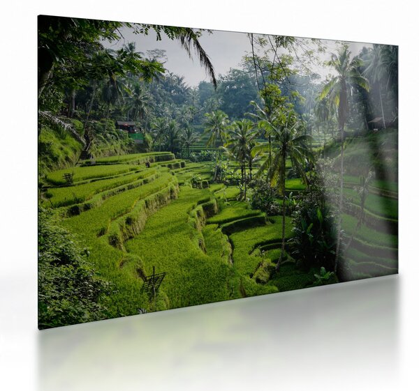 Tablou pe sticlă cu terasele cu orez Tegalalang, Bali (70x50 cm)