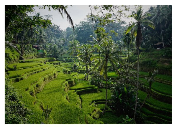 Tablou pe sticlă cu terasele cu orez Tegalalang, Bali (70x50 cm)