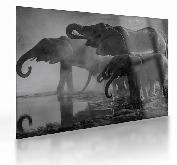 Tablou pe sticlă cu elefanți - albnegru (70x50 cm)