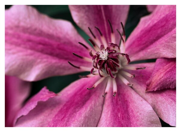 Tablou pe sticlă cu floarea roz de clematis (70x50 cm)