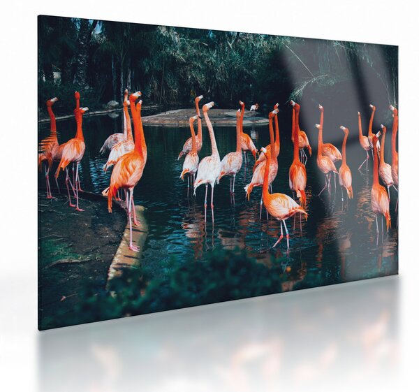 Tablou pe sticlă - turmă de flamingo (70x50 cm)