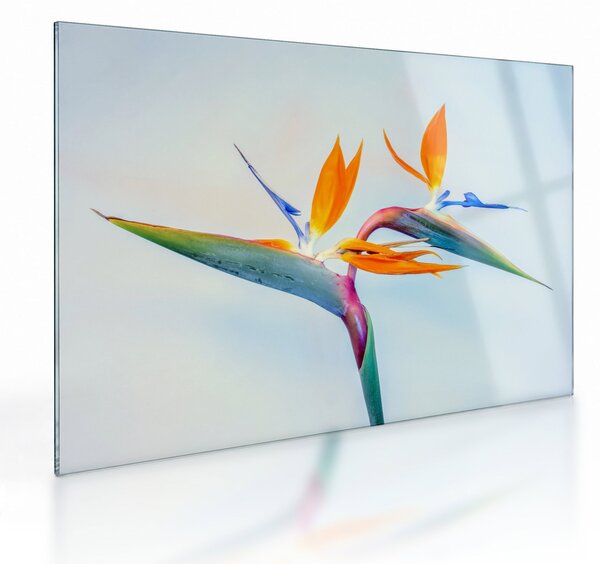 Tablou pe sticlă cu floarea Strelicie (70x50 cm)
