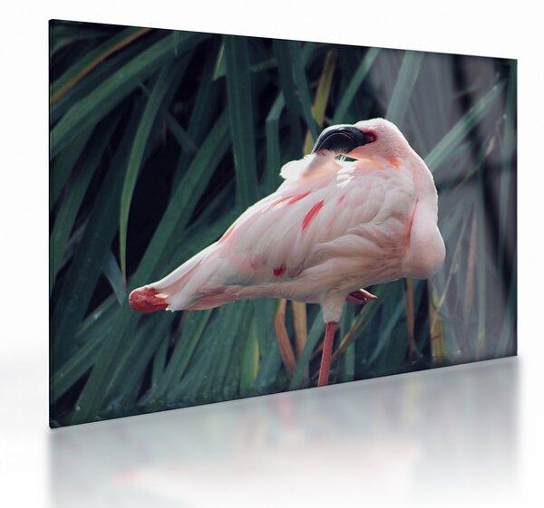 Tablou pe sticlă - Pasărea Flamengo (70x50 cm)