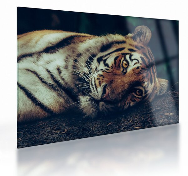 Tablou pe sticlă - Tigrul Siberian (70x50 cm)