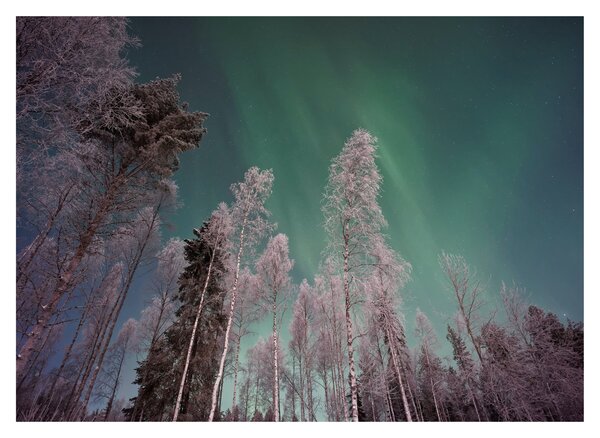 Tablou pe sticlă cu aurora borealis deasupra pomilor înghețați (70x50 cm)