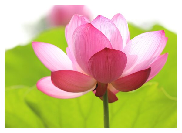 Tablou pe sticlă cu flori de lotus (70x50 cm)