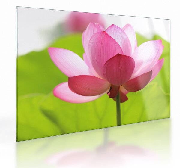 Tablou pe sticlă cu flori de lotus (70x50 cm)