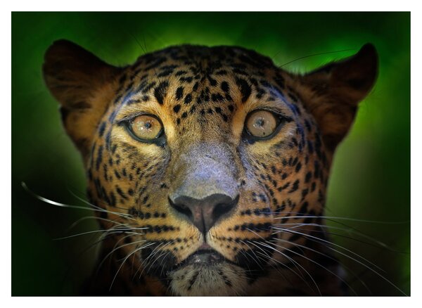 Tablou pe sticlă - Portretul leoparduslui, Sri Lanka (70x50 cm)