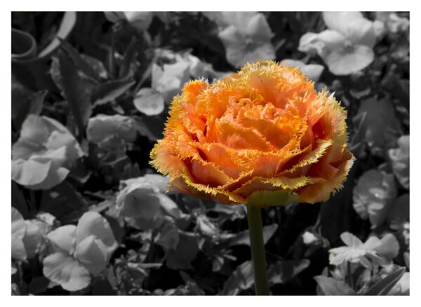 Tablou pe sticlă cu floare (70x50 cm)