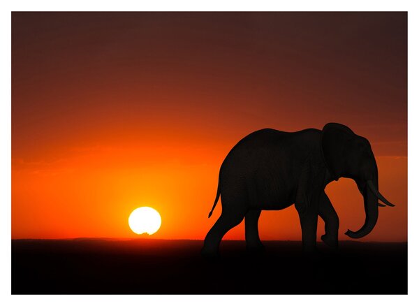 Tablou pe sticlă cu elefant în apus de soare (70x50 cm)