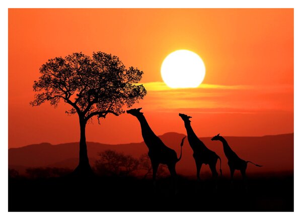Tablou pe sticlă cu girafe în apus de soare (70x50 cm)