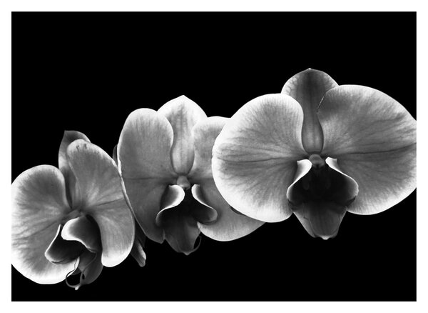 Tablou pe sticlă floare de orhidee (70x50 cm)