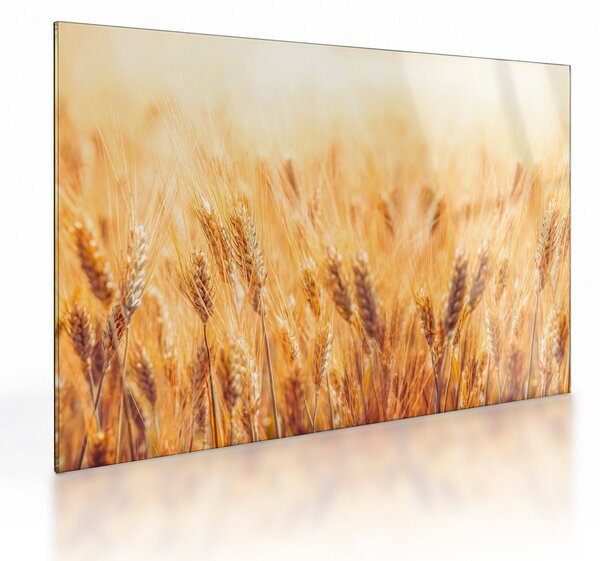 Tablou pe sticlă - câmp cu grâne (70x50 cm)