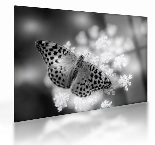 Tablou pe sticlă - Detailu cu fluture care polenizează floare (70x50 cm)
