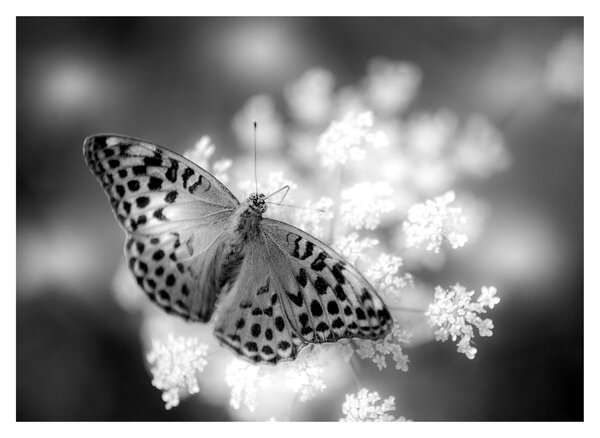Tablou pe sticlă - Detailu cu fluture care polenizează floare (70x50 cm)