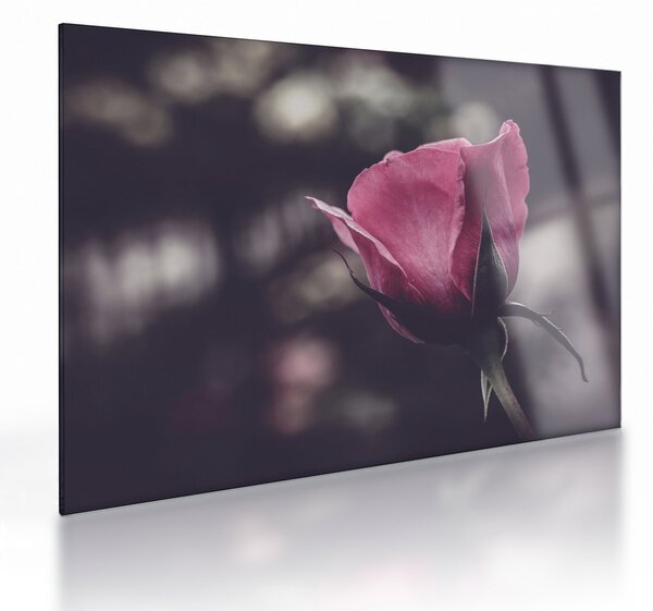 Tablou pe sticlă - Detaliu florii de trandafir (70x50 cm)