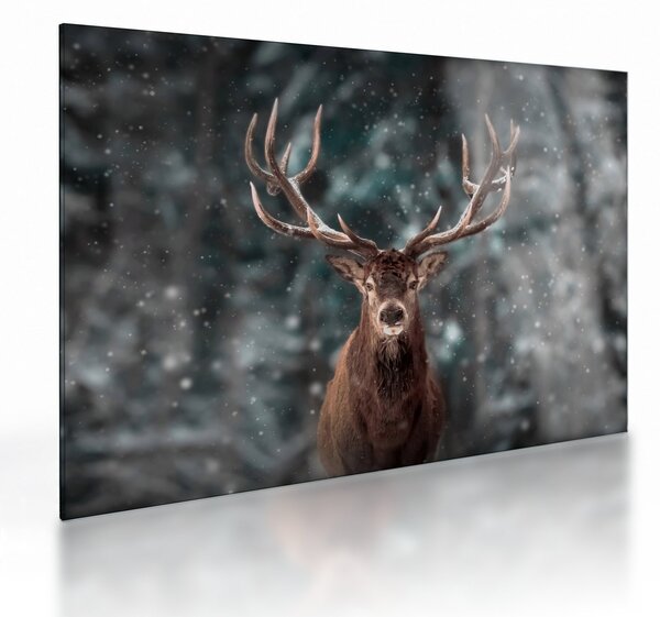 Tablou pe sticlă - Cerbul majestic (70x50 cm)