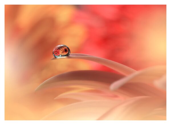 Tablou pe sticlă picăturii de rouă pe floare (70x50 cm)