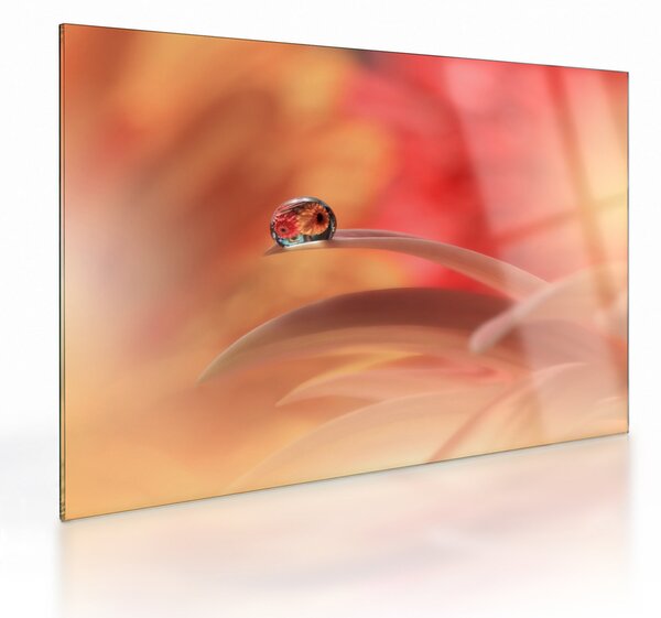 Tablou pe sticlă picăturii de rouă pe floare (70x50 cm)