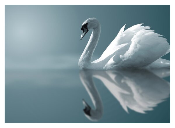Tablou pe sticlă -Lebădă albă (70x50 cm)