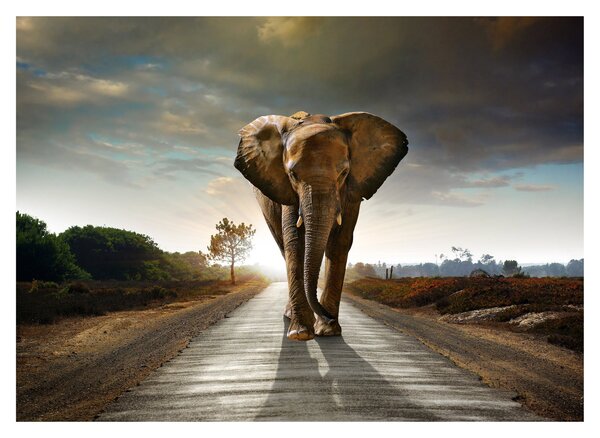 Tablou pe sticlă cu elefant (70x50 cm)