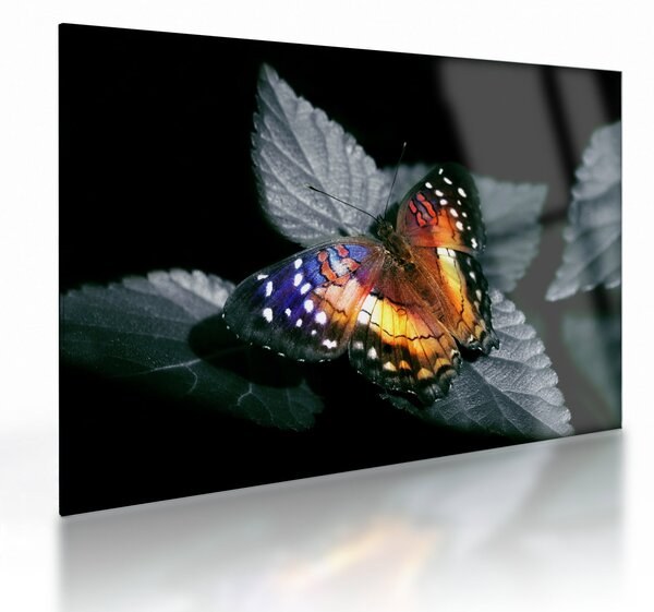 Tablou pe sticlă cu fluture (70x50 cm)