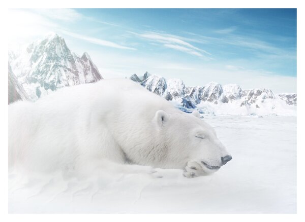 Tablou pe sticlă - Urs polar (70x50 cm)
