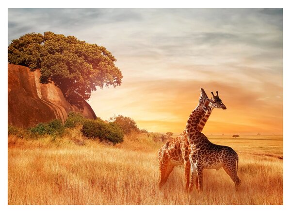 Tablou pe sticlă Girafe în Africa (70x50 cm)
