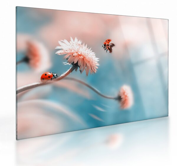 Tablou pe sticlă - Buburuze pe floare (70x50 cm)