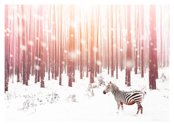 Tablou pe sticlă - Zebra în pădurea înzăpezită (70x50 cm)