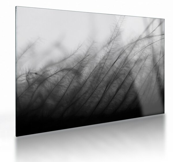 Tablou pe sticlă - Iarba în vânt (70x50 cm)