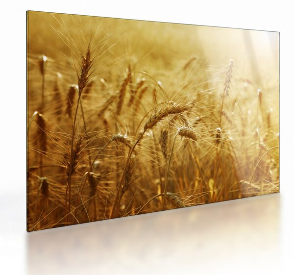 Tablou pe sticlă - Spice de cereale (70x50 cm)