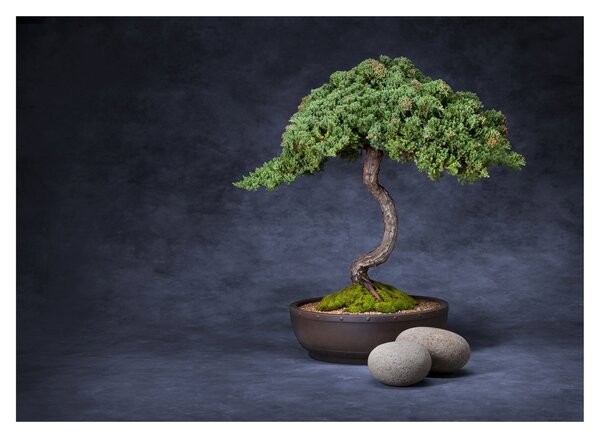 Tablou pe sticlă - Bonsai (70x50 cm)