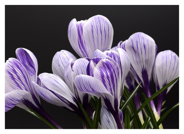 Tablou pe sticlă - Crocus violet (70x50 cm)