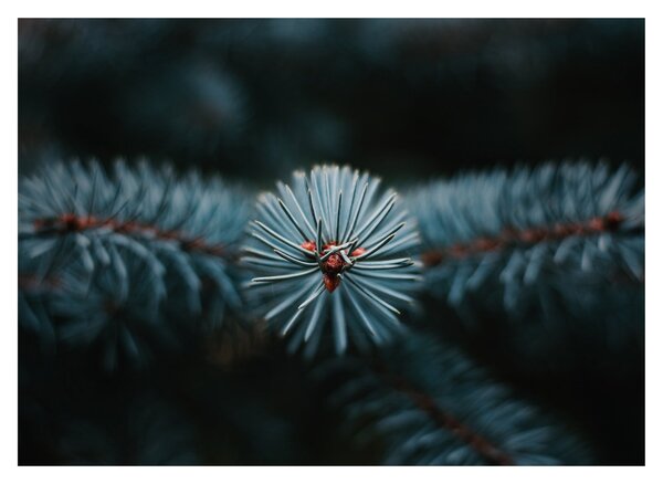 Tablou pe sticlă -Crenguțe ale unui conifer (70x50 cm)