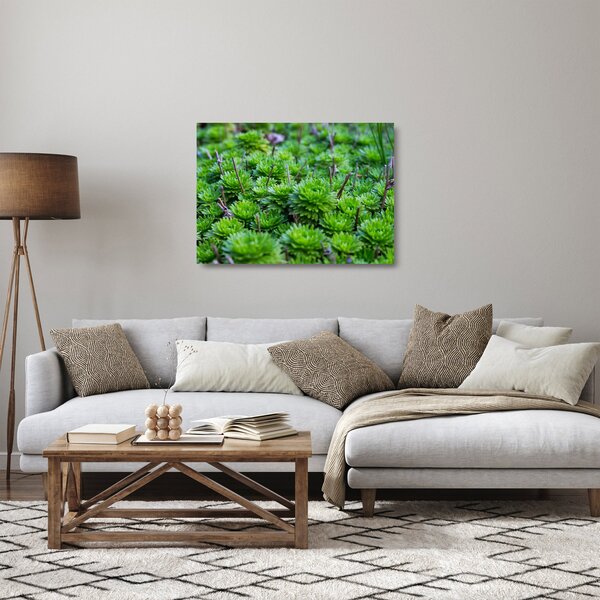 Tablou pe sticlă - Aloe (70x50 cm)