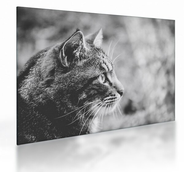 Tablou pe sticlă - Pisica (70x50 cm)