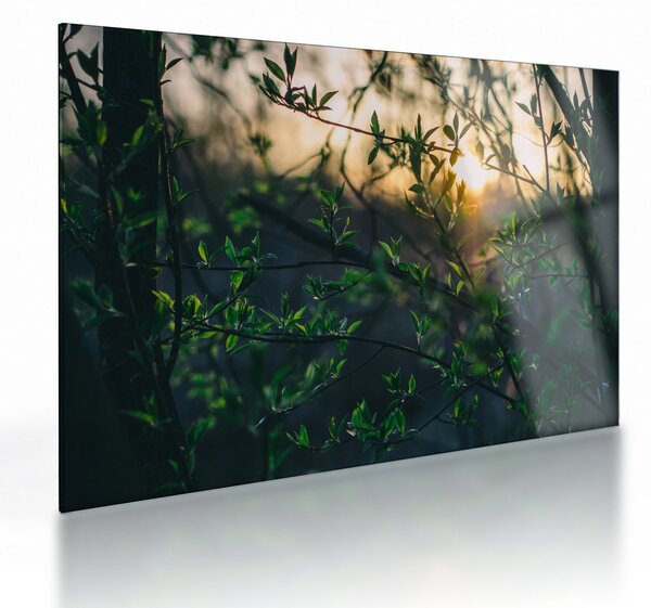 Tablou pe sticlă - Soarele strălucind printre crengile copacilor (70x50 cm)