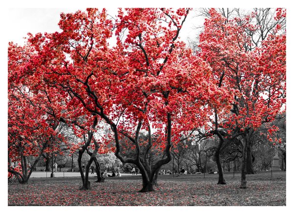 Tablou pe sticlă - Copacii roșii, Central Park, New York (70x50 cm)