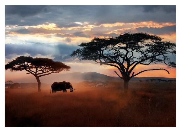 Tablou pe sticlă - Parcul Național Serengeti, Tanzania, Africa (70x50 cm)