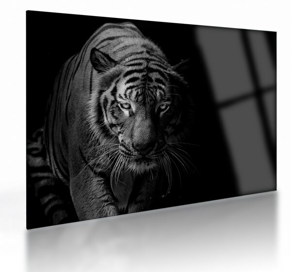 Tablou pe sticlă - Tigru sălbatic (70x50 cm)
